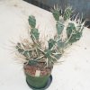 tephrocactus_diademata